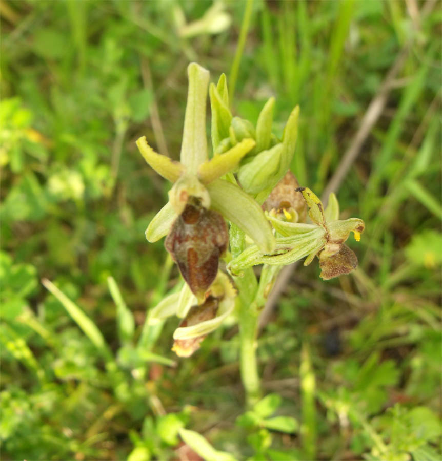 Orchis maremmana da ID 2